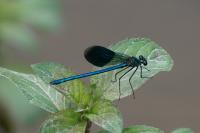 Calopteryx splendens
