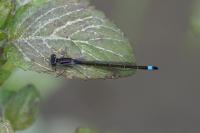 Ischnura elegans