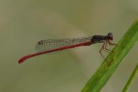 Ceriagrion tenellum