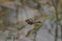 Orthetrum cancellatum