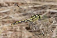 Onychogomphus forcipatus