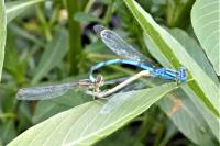 Erythromma lindenii