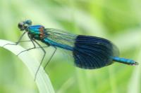 Calopteryx splendens