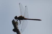 Sympetrum
