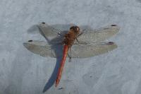 Sympetrum striolatum