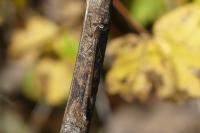 Sympecma fusca