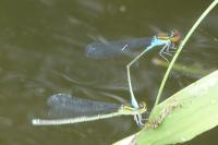 Erythromma viridulum