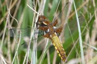 Libellula depressa