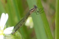 Enallagma cyathigerum
