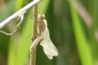 Cordulia aenea