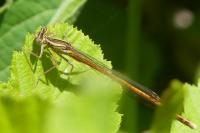 Platycnemis acutipennis