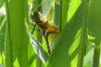 Epitheca bimaculata