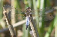 Libellula fulva