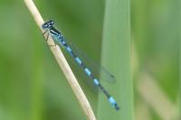 Coenagrion mercuriale