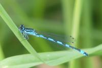 Coenagrion mercuriale