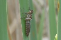 Anax imperator
