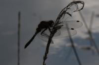 Leucorrhinia caudalis