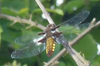 Libellula depressa