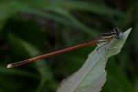 Platycnemis acutipennis