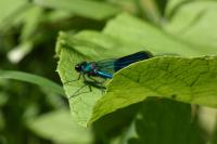 Calopteryx splendens