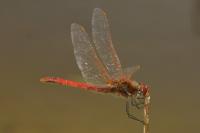 Sympetrum fonscolombii