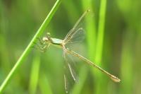 Lestes barbarus
