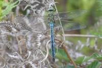 Anax imperator