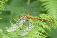 Sympetrum sanguineum
