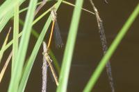 Platycnemis acutipennis