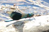 Calopteryx splendens