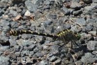 Onychogomphus forcipatus
