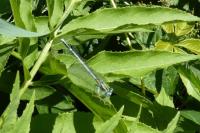 Platycnemis pennipes