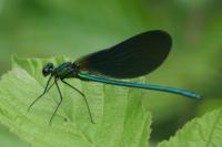 Calopteryx virgo