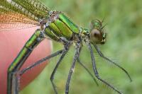 Calopteryx splendens
