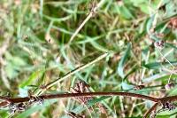 Lestes barbarus