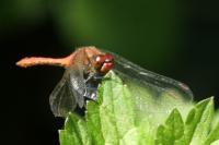 Sympetrum sanguineum