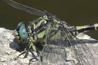 Onychogomphus uncatus