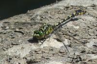 Onychogomphus forcipatus