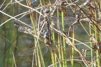Aeshna mixta