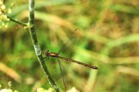 Chalcolestes viridis