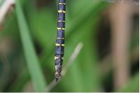 Cordulegaster boltonii