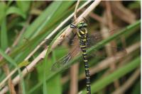 Cordulegaster boltonii