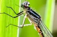 Coenagrion puella