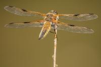 Libellula quadrimaculata