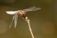 Libellula depressa