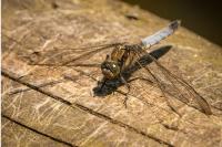 Orthetrum cancellatum