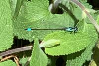 Ischnura elegans