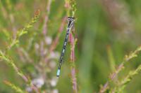 Coenagrion scitulum