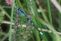 Coenagrion scitulum