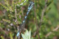 Coenagrion scitulum